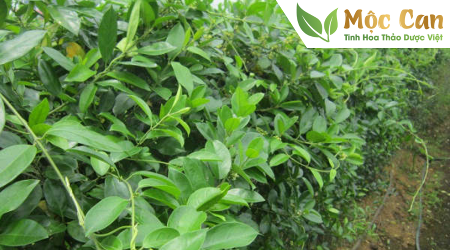 Nên chọn dây thìa canh như nào?  1